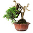 Juniperus chinensis Itoigawa, 22,5 cm, ± 20 años