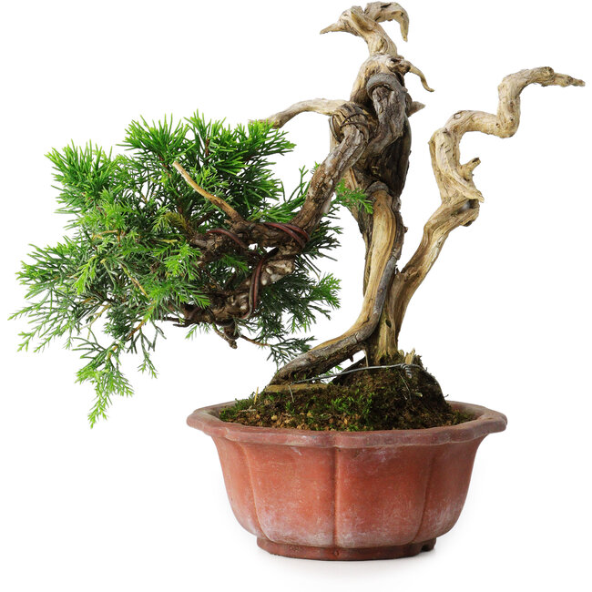 Juniperus chinensis Itoigawa, 22,5 cm, ± 20 jaar oud