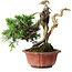 Juniperus chinensis Itoigawa, 22,5 cm, ± 20 jaar oud