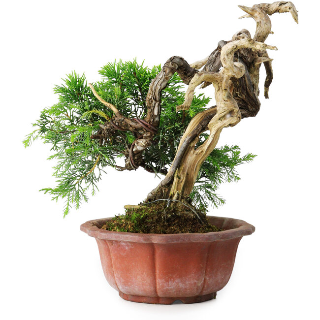 Juniperus chinensis Itoigawa, 22,5 cm, ± 20 jaar oud
