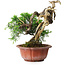 Juniperus chinensis Itoigawa, 22,5 cm, ± 20 years old