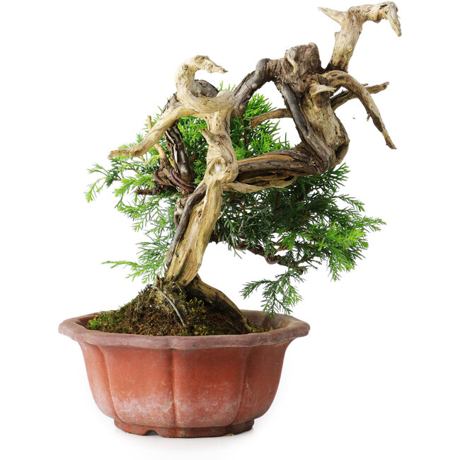 Juniperus chinensis Itoigawa, 22,5 cm, ± 20 años