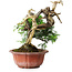 Juniperus chinensis Itoigawa, 22,5 cm, ± 20 ans