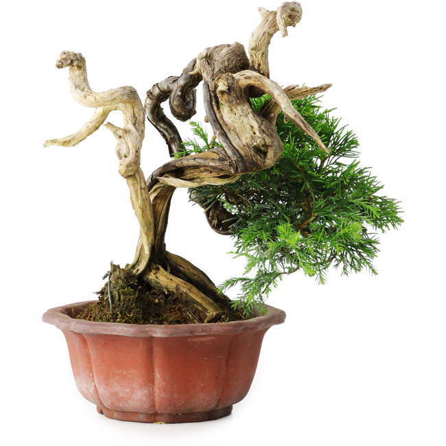 Juniperus chinensis Itoigawa, 22,5 cm, ± 20 años