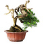 Juniperus chinensis Itoigawa, 22,5 cm, ± 20 years old