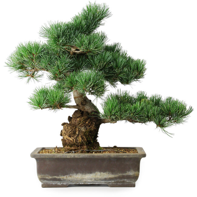 Pinus parviflora, 39 cm, ± 20 jaar oud