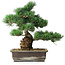 Pinus parviflora, 39 cm, ± 20 Jahre alt