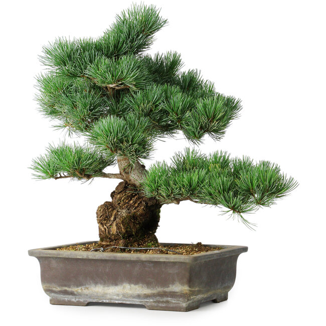 Pinus parviflora, 39 cm, ± 20 Jahre alt