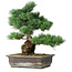 Pinus parviflora, 39 cm, ± 20 ans