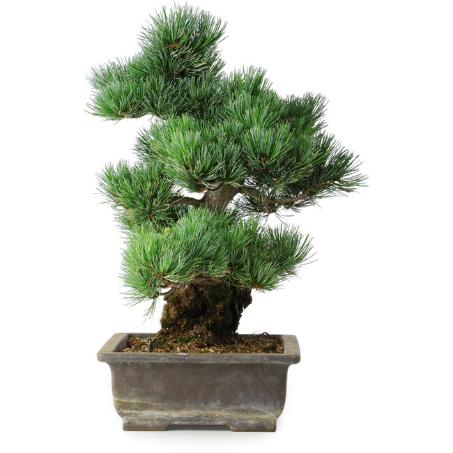 Pinus parviflora, 39 cm, ± 20 Jahre alt