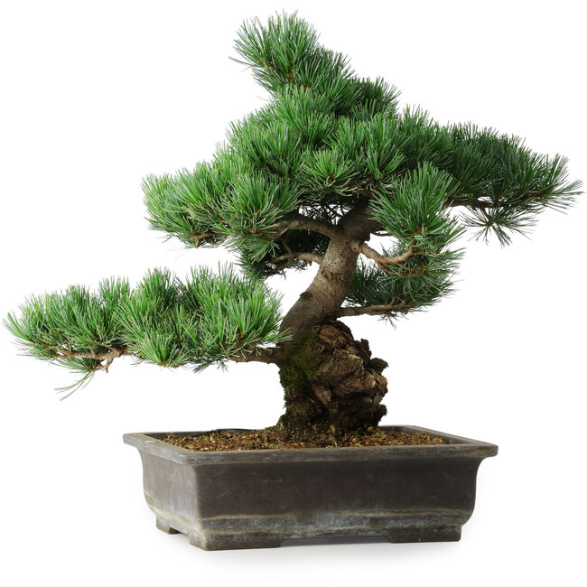 Pinus parviflora, 39 cm, ± 20 años