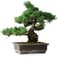 Pinus parviflora, 39 cm, ± 20 ans