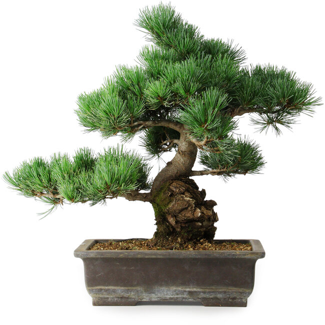 Pinus parviflora, 39 cm, ± 20 years old