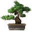 Pinus parviflora, 39 cm, ± 20 jaar oud