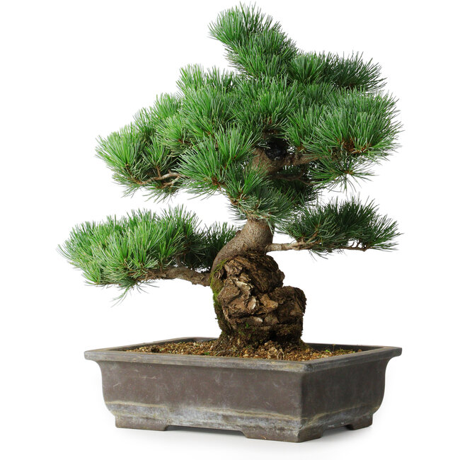 Pinus parviflora, 39 cm, ± 20 anni