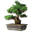 Pinus parviflora, 39 cm, ± 20 Jahre alt