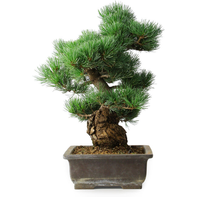 Pinus parviflora, 39 cm, ± 20 Jahre alt