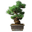 Pinus parviflora, 39 cm, ± 20 jaar oud
