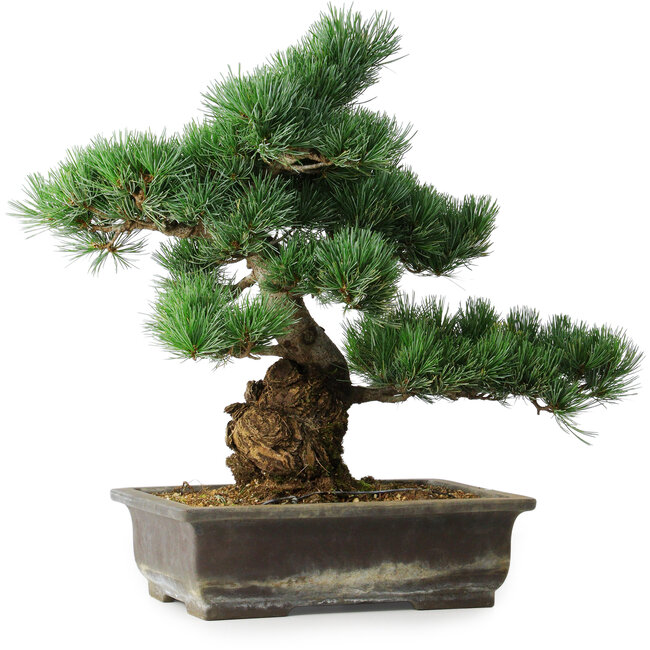 Pinus parviflora, 39 cm, ± 20 Jahre alt