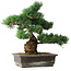 Pinus parviflora, 39 cm, ± 20 jaar oud