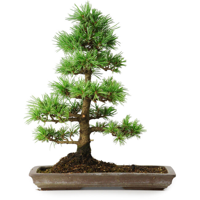 Pinus parviflora, 35 cm, ± 20 anni