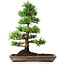 Pinus parviflora, 35 cm, ± 20 jaar oud