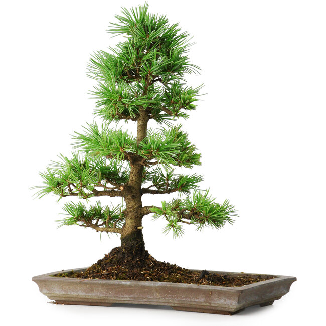 Pinus parviflora, 35 cm, ± 20 jaar oud
