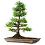 Pinus parviflora, 35 cm, ± 20 ans