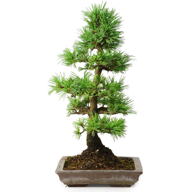 Pinus parviflora, 35 cm, ± 20 years old