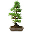 Pinus parviflora, 35 cm, ± 20 ans