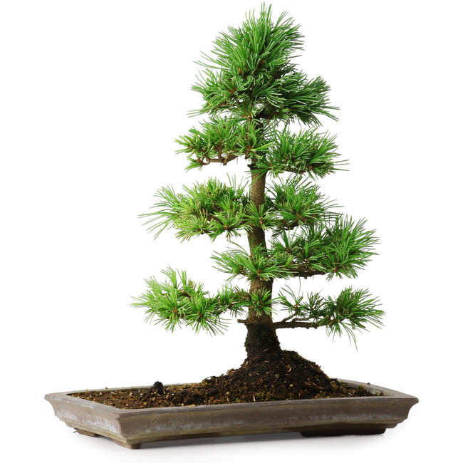 Pinus parviflora, 35 cm, ± 20 jaar oud