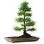 Pinus parviflora, 35 cm, ± 20 ans