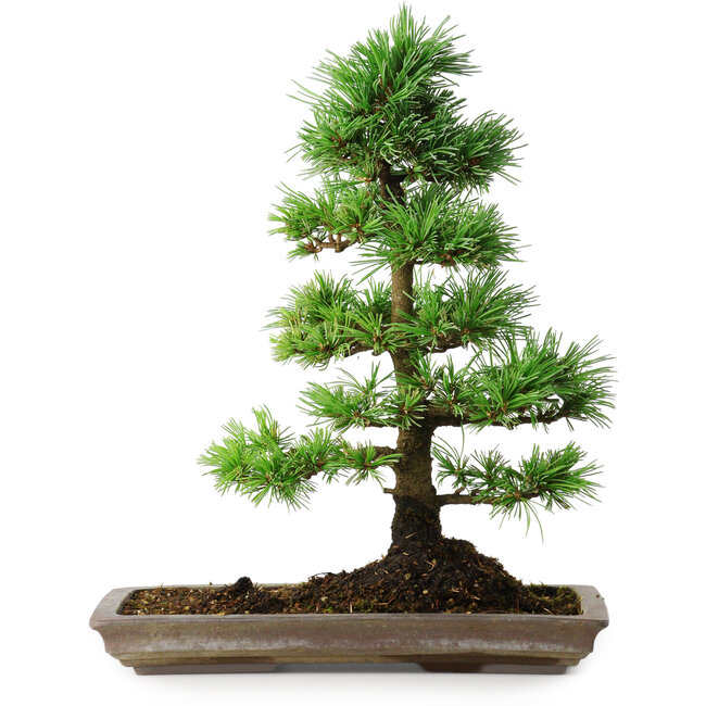Pinus parviflora, 35 cm, ± 20 ans
