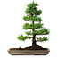 Pinus parviflora, 35 cm, ± 20 jaar oud