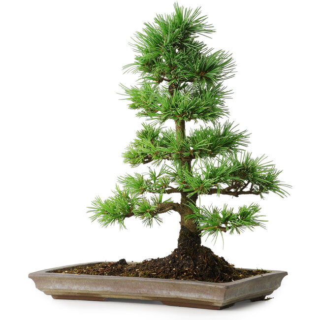 Pinus parviflora, 35 cm, ± 20 ans