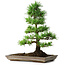 Pinus parviflora, 35 cm, ± 20 jaar oud