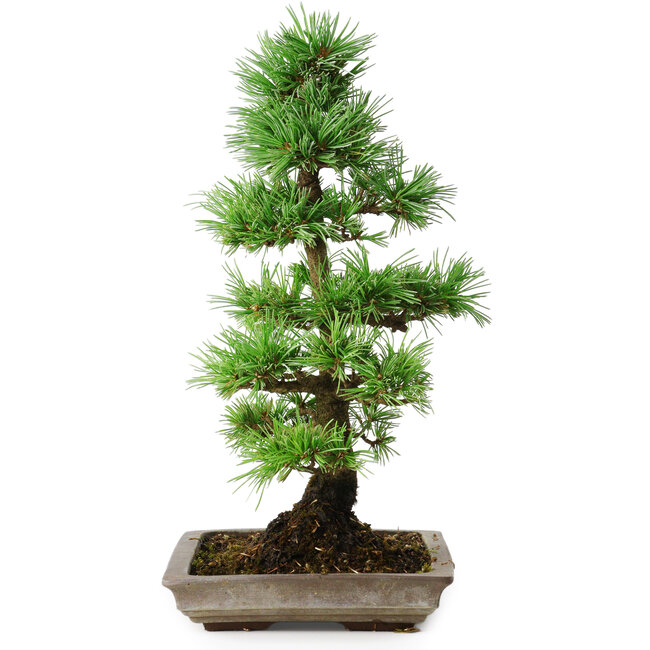 Pinus parviflora, 35 cm, ± 20 ans