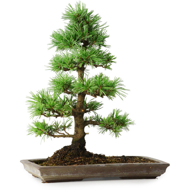 Pinus parviflora, 35 cm, ± 20 Jahre alt