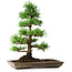 Pinus parviflora, 35 cm, ± 20 jaar oud
