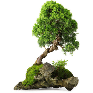 Juniperus chinensis, 32 cm, ± 25 ans