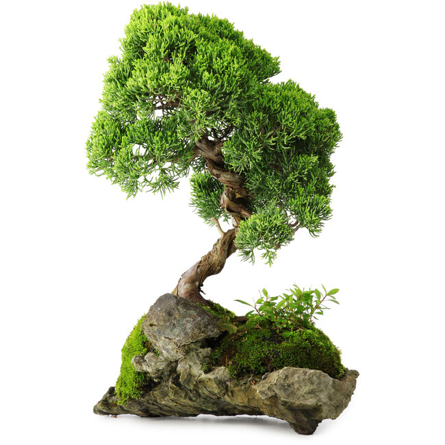 Juniperus chinensis, 32 cm, ± 25 ans