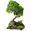 Juniperus chinensis, 32 cm, ± 25 Jahre alt
