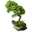 Juniperus chinensis, 32 cm, ± 25 ans