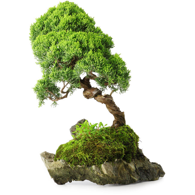 Juniperus chinensis, 32 cm, ± 25 ans