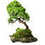 Juniperus chinensis, 32 cm, ± 25 Jahre alt
