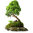 Juniperus chinensis, 32 cm, ± 25 ans