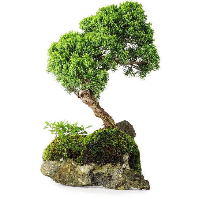 Juniperus chinensis, 32 cm, ± 25 Jahre alt