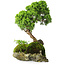 Juniperus chinensis, 32 cm, ± 25 years old