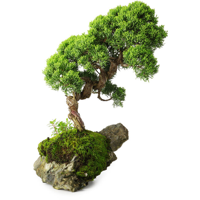 Juniperus chinensis, 32 cm, ± 25 años