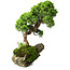 Juniperus chinensis, 32 cm, ± 25 Jahre alt
